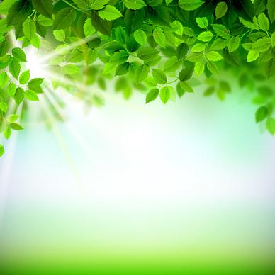 sunlight with green leaves shiny background vector