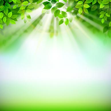 sunlight with green leaves shiny background vector