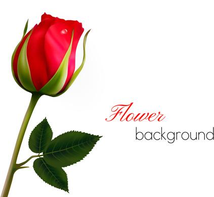 rose with blank background vector graphics