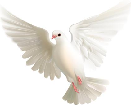 white pigeon realistic vector design