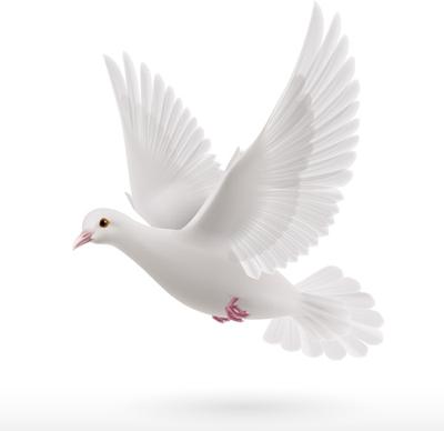 white pigeon realistic vector design