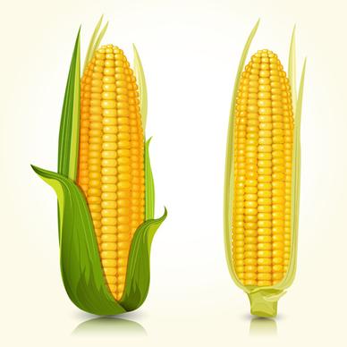 realistic corn design vectors set