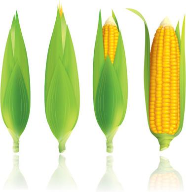 realistic corn design vectors set