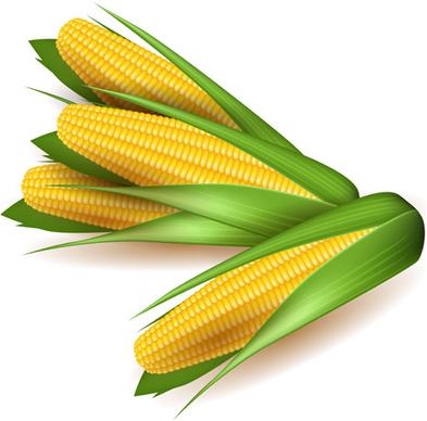 realistic corn design vectors set