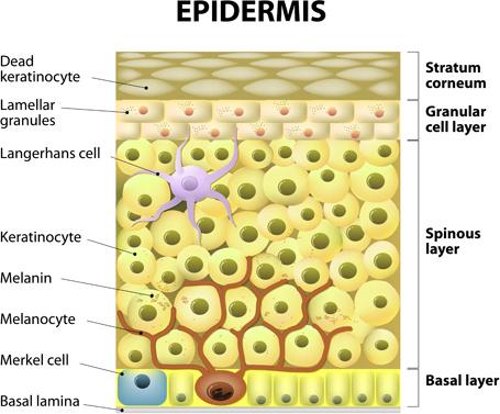 skin structure diagram vectors