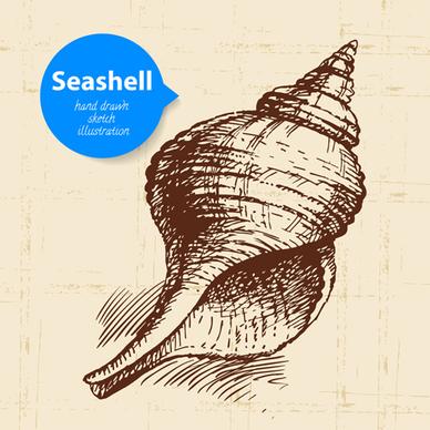 set of seashell hand drawn vectors