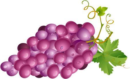 vector juicy grapes design graphic set