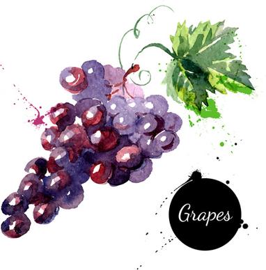 grapes watercolor drawn vector