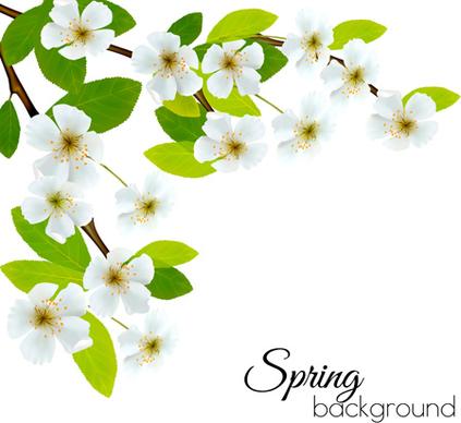 spring background with white flowers vector