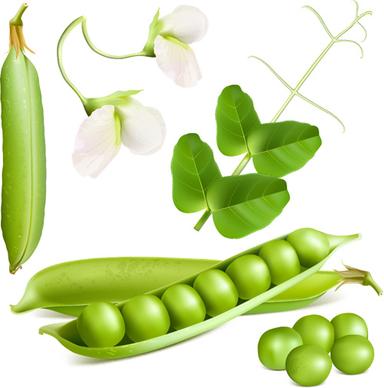 fresh peas vector graphics