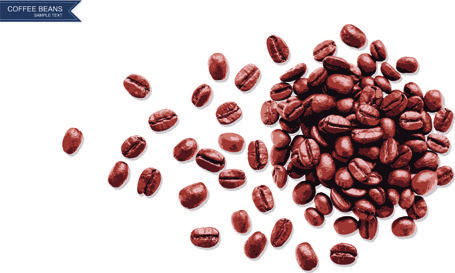 coffee beans with white background vector