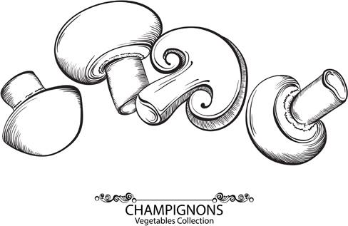 hand drawn champignons vegetables vector