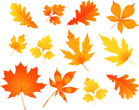 various autumn leaves vector set