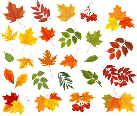 various autumn leaves vector set