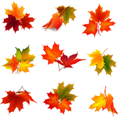 various autumn leaves vector set