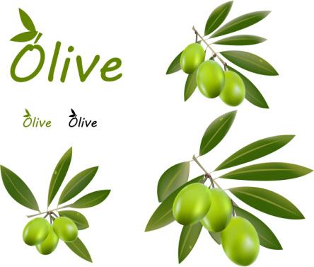 delicate olives vector design