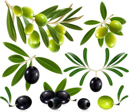 delicate olives vector design