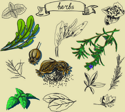 hand drawn herbs creative vector