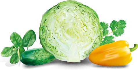 cabbage with peppers and cucumbers vector