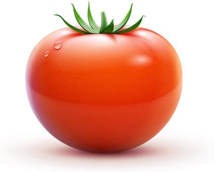 juicy fresh tomato graphics vector