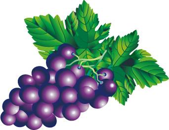 juicy fresh grapes design vector set