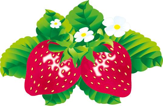 juicy fresh strawberries set vector