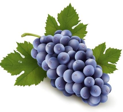 realistic purple grape free vector