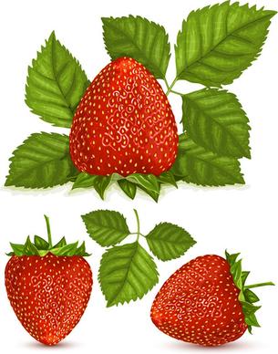 fresh berry vector