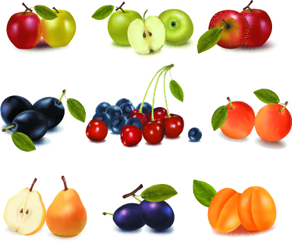 realistic fruit vector illustration set