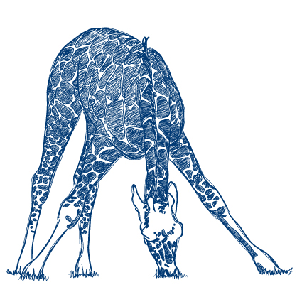 hand drawn zebra and giraffe design vector