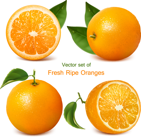 set of realistic fruit elements vector