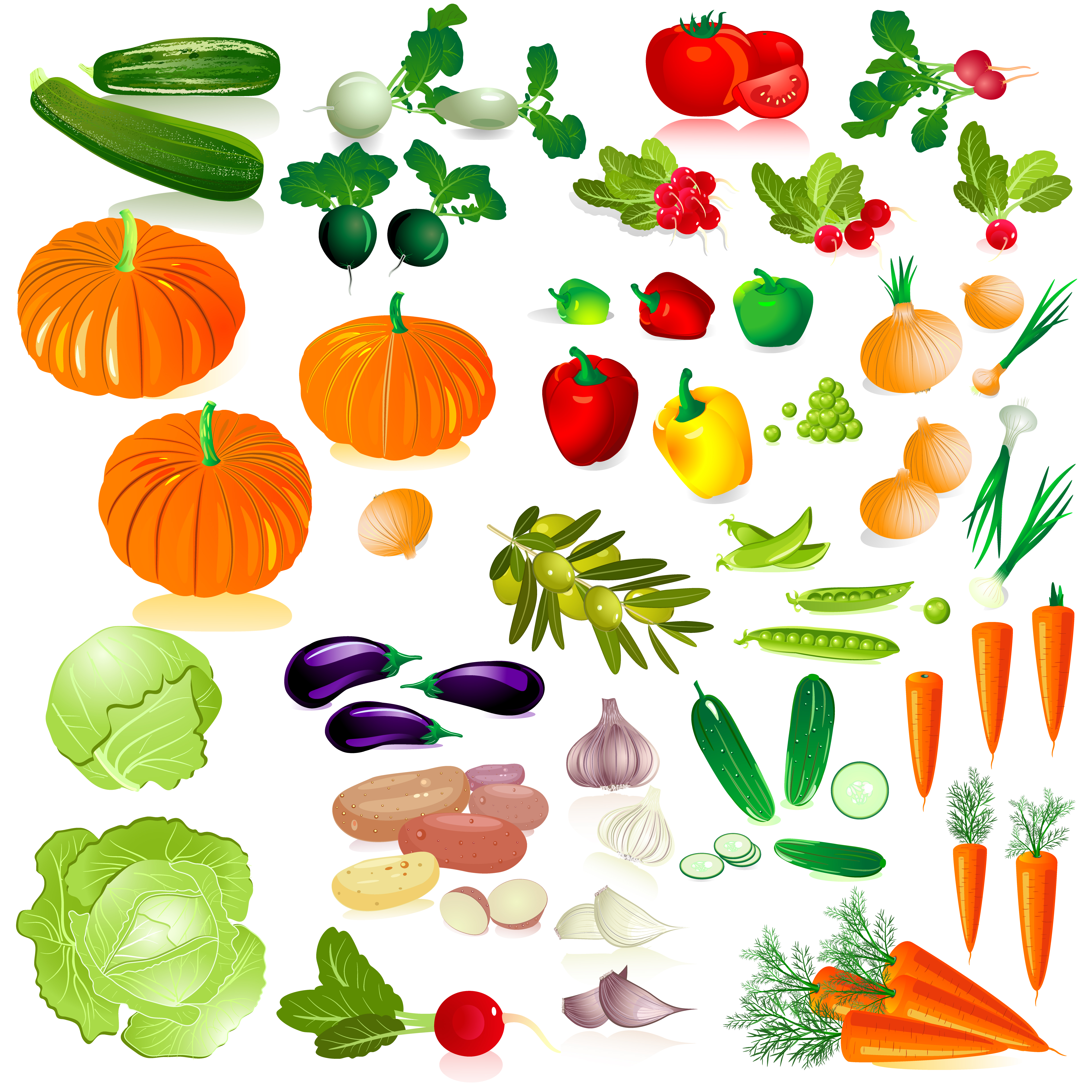 different fresh vegetables vector graphics