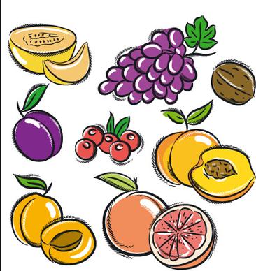 hand drawn fruits graphics vector