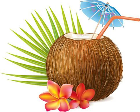 realistic coconut design vector