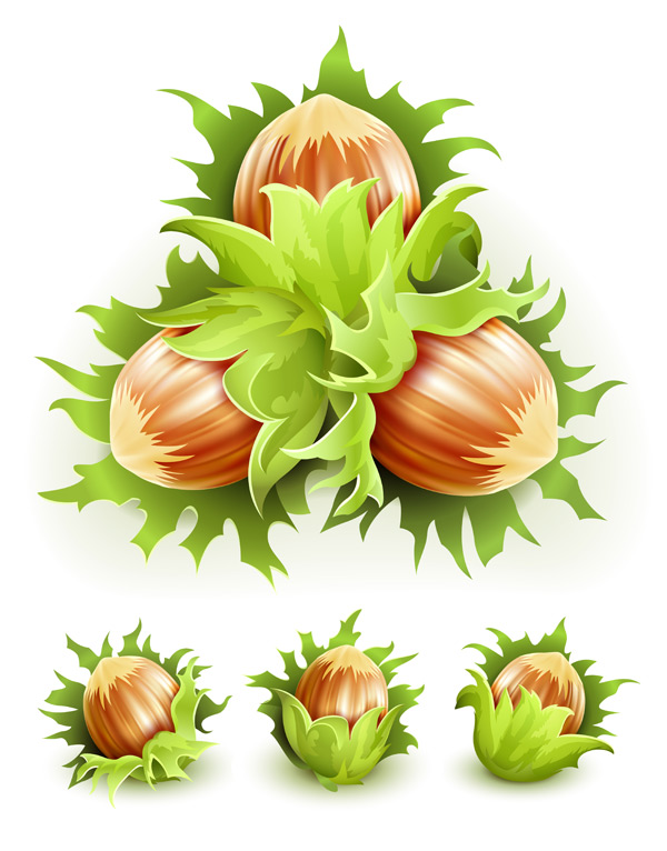 green nuts design vector