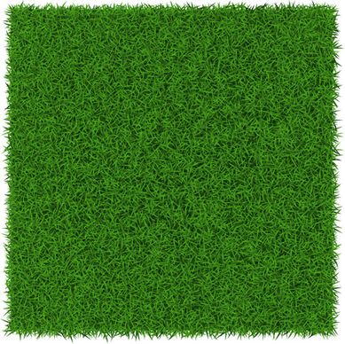 refreshing green grass background vector