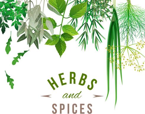 refreshing herbs and spices vector background