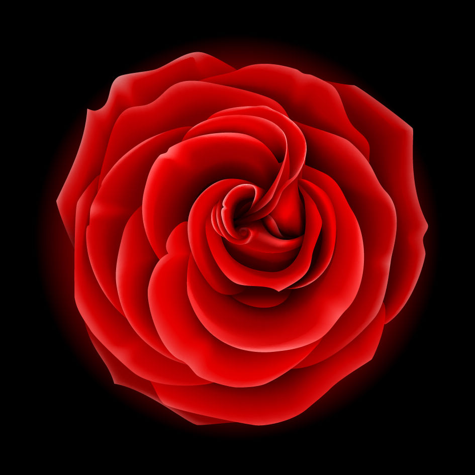 realistic rose vector graphic