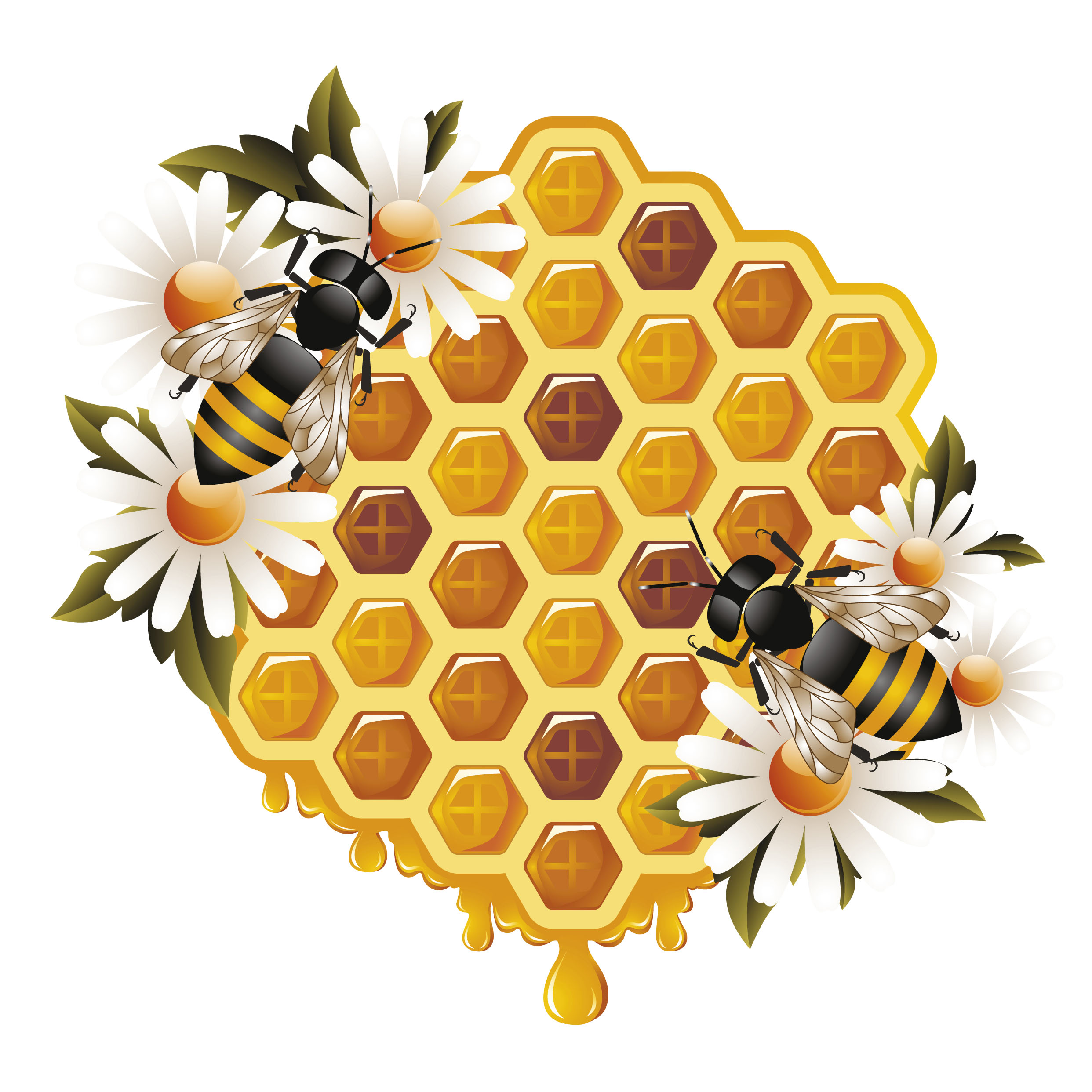 elements of honey and bees vector set