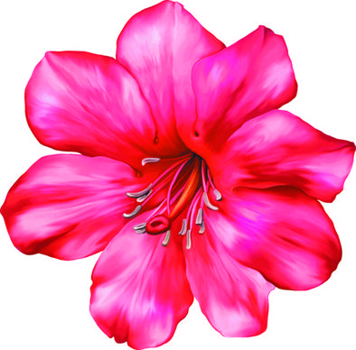 beautiful flower set vector