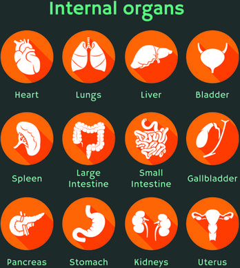 various internal organs icons design vector