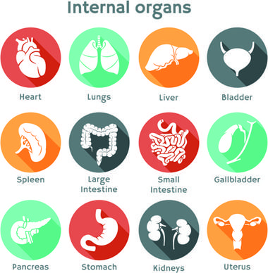 various internal organs icons design vector