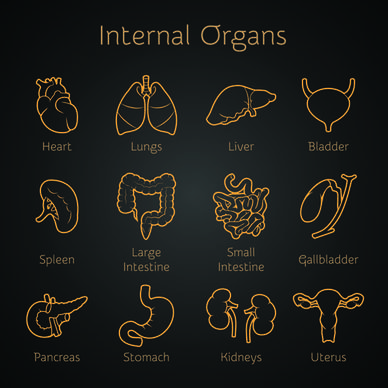 various internal organs icons design vector