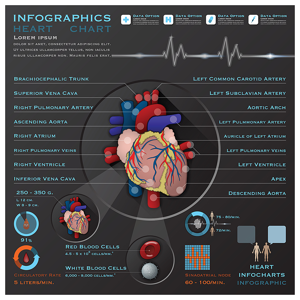 heart infographics design vector