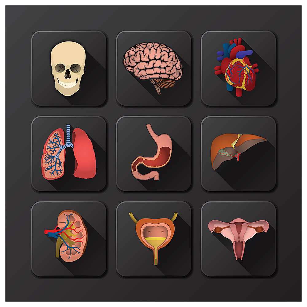 3d icons internal organs vector