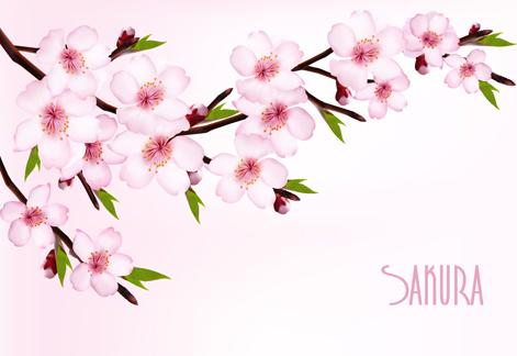 beautiful sakura vector background graphics