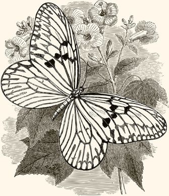 hand drawn vintage butterflies vectors set