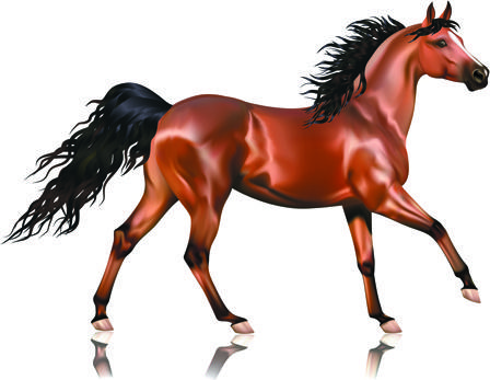 vivid horses design vector