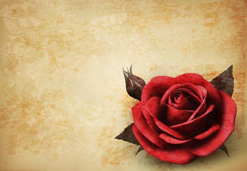 roses and vintage background vector