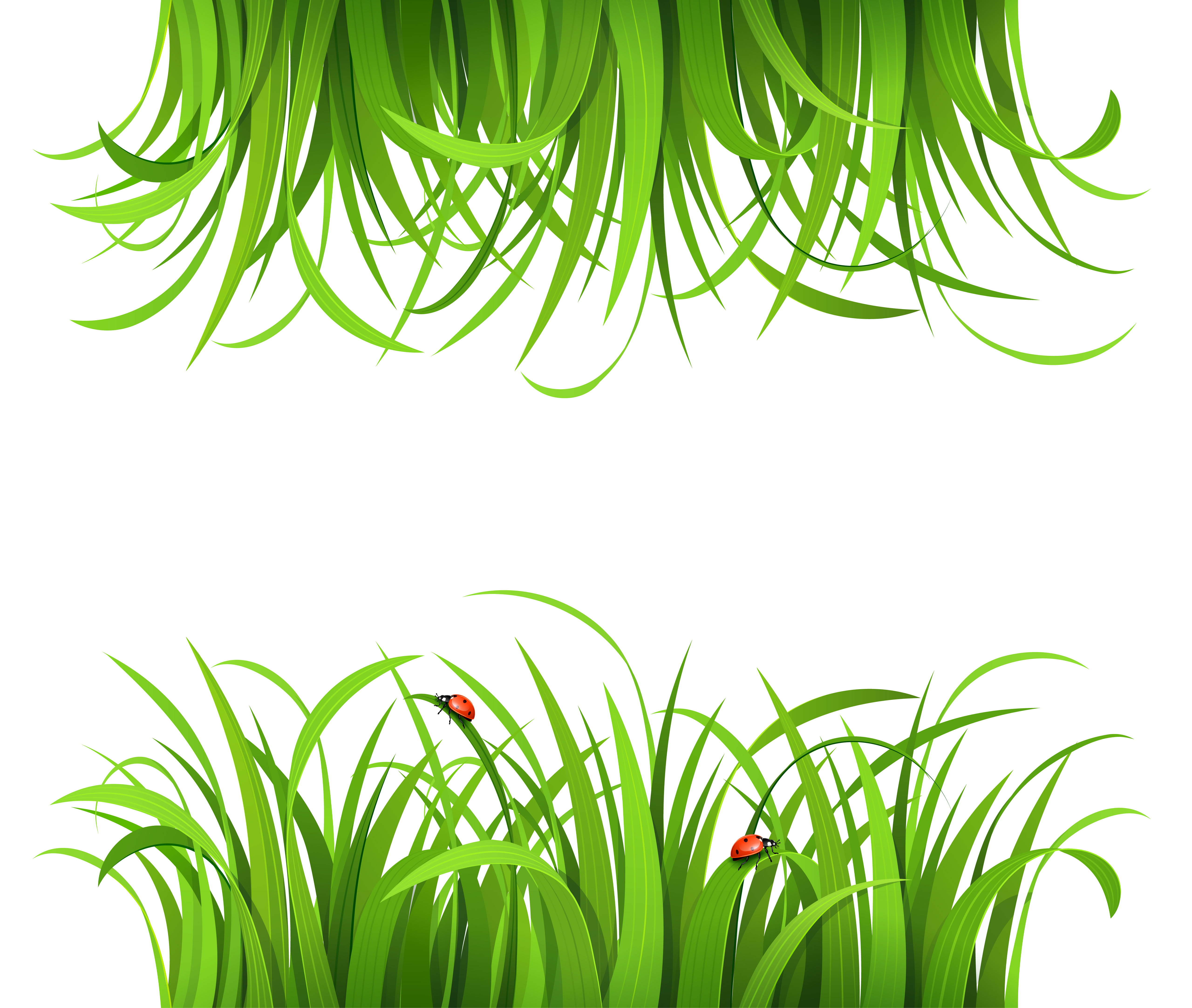 plant and spring design vector